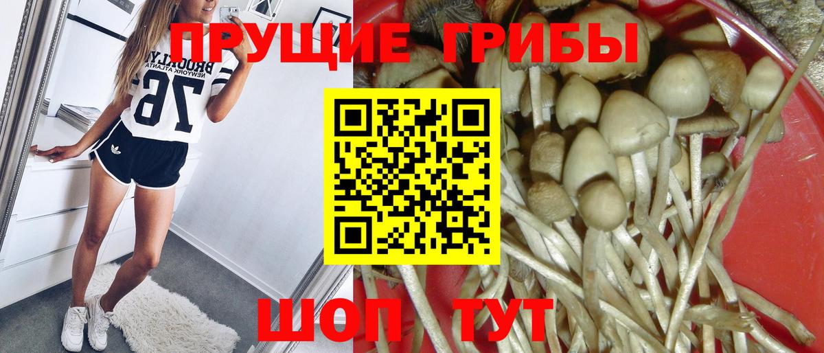 Галлюциногенные грибы Psilocybine cubensis Шебекино